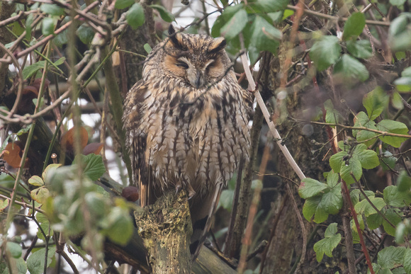Long-eared Owl - Burton Marsh 170116