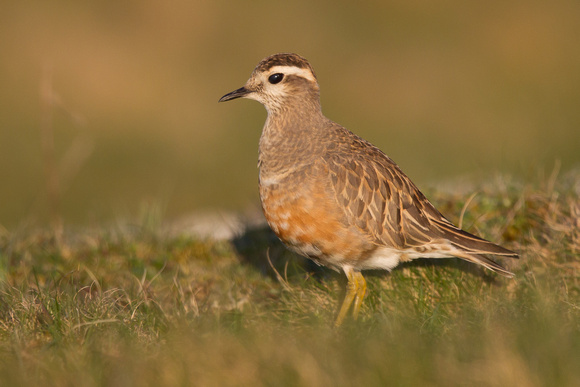 Dotterel 2 - Great Orme 140516