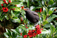Blackbird - St Marys - Oct 19
