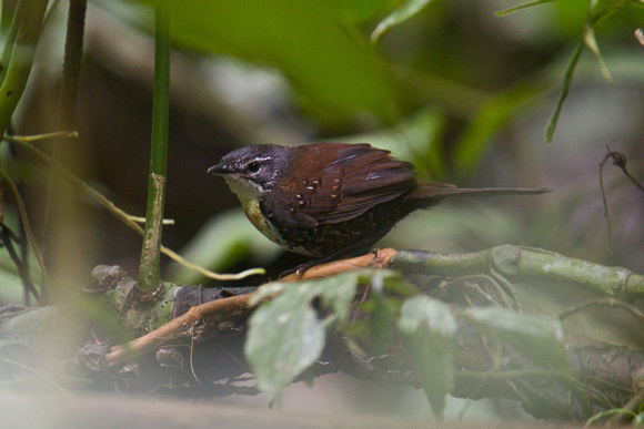 Rusty-belted Tapaculo 4