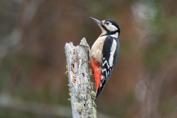 Great Spotted Woodpecker 2 - Loch Garten 260316