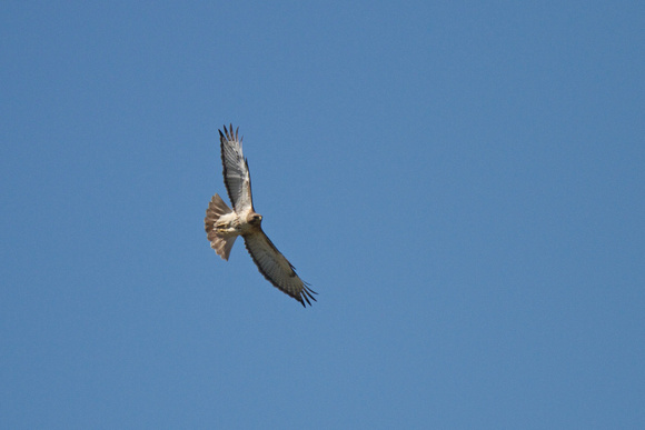 Red-tailed Hawk 2- Long Point