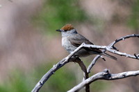 Blackcap - Cyprus - Apr24