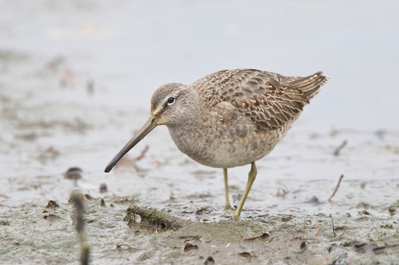 Long-billed Dowitcher 3 - Poole - 5th February 2011