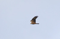 Black Kite - St Marys