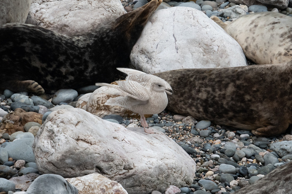 Iceland Gull 3 - Little Orme - 230122