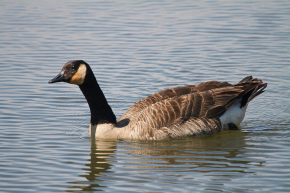 Canada Goose - Long Point
