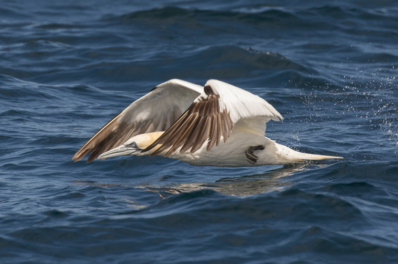 Gannet 15 - Scilly Pelagic Aug 15