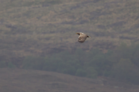 White-tailed Eagle - Applecross May14