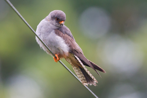 Red-footed Falcon 8 - Stoke 130715