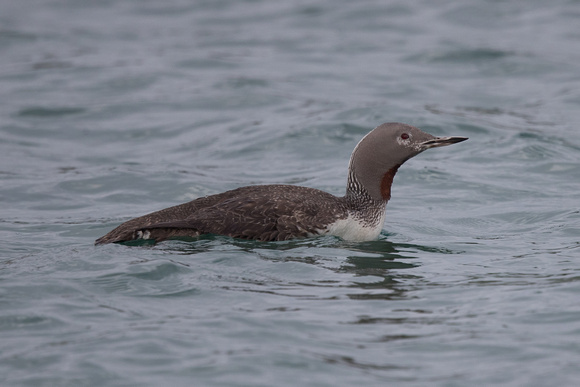 Red-throated Diver 4 - Bryher - Oct 18