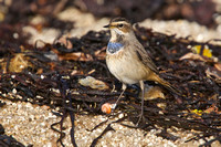 Bluethroat 11 - Porthellick