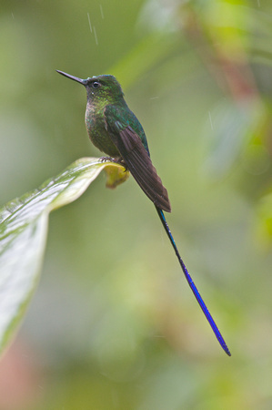 Violet-tailed Sylph 4