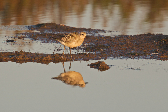 Grey Plover 2 - Titchwell