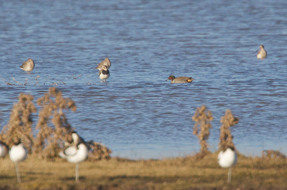 Green-winged Teal - Cley