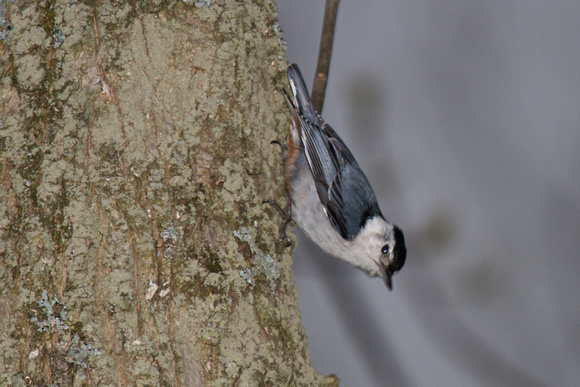 White-breasted Nuthatch - Rondeau