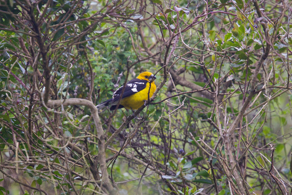 Southern Yellow-grosbeak