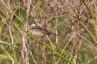 Bluethroat 7 - Porthellick