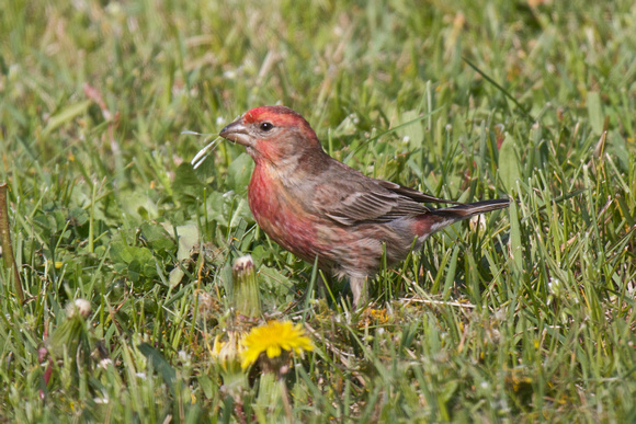House Finch - Long Point