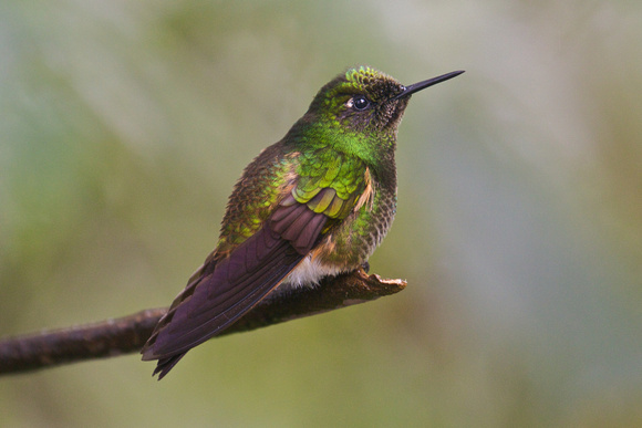 Hummingbird sp