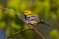 Black-throated Green Warbler - Pelee