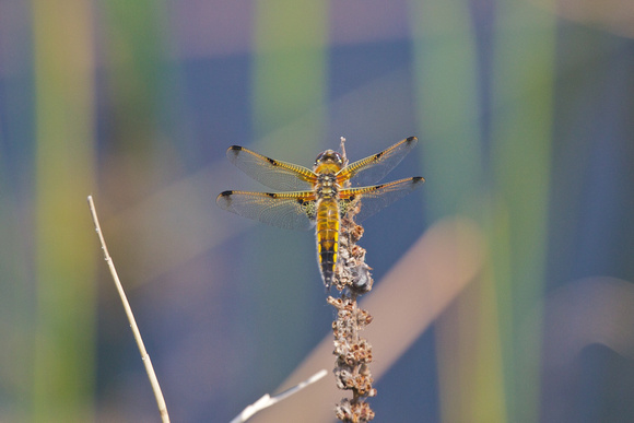 Four-spot Chaser - Dungeness