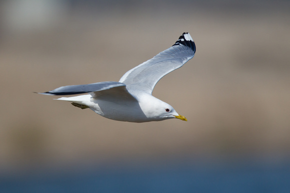 Common Gull 2 - Dungeness Apr14