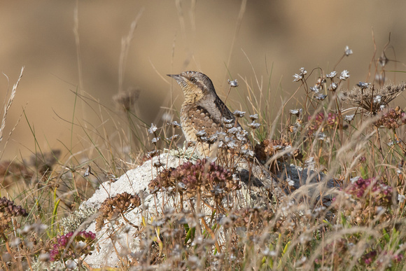 Wryneck - Scilly Oct16