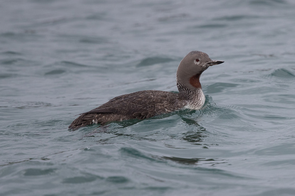 Red-throated Diver 3 - Bryher - Oct 18