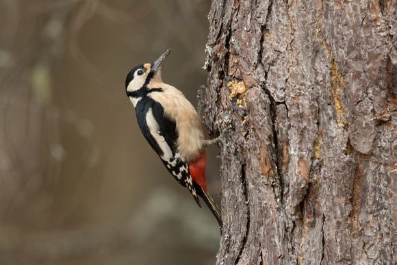 Great Spotted Woodpecker - Loch Garten 260316