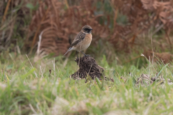 Stonechat (controversial) 3 - St Marys Oct 2015