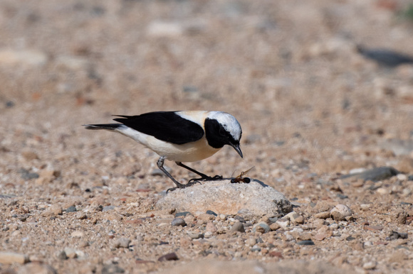 Black-eared Wheatear 3 - Pathos Lighthouse - Apr 24