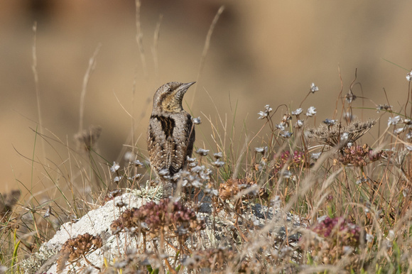 Wryneck 2 - Scilly Oct16