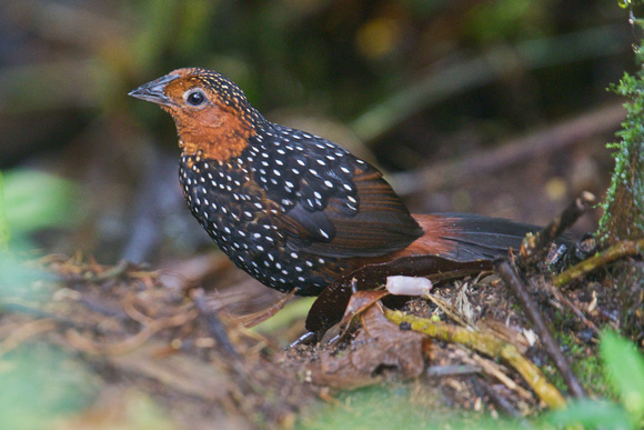Ocellated Tapaculo 3