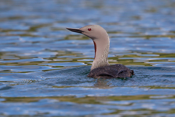 Red-throated Diver 7 - Gairloch May14