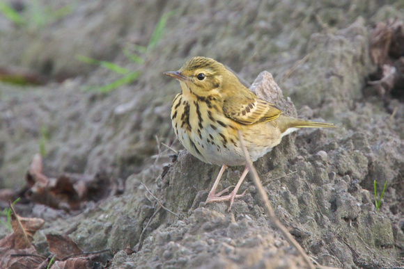 Olive-backed Pipit - Watermill