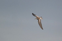 Black Tern 7 - Fairhaven Lake - 140924