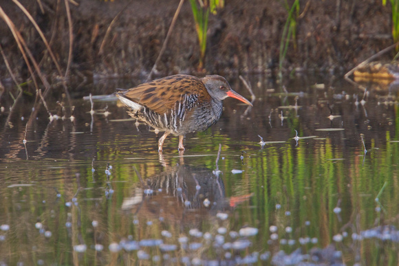 Water Rail - Project Pool