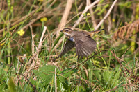 Bluethroat 9 - Porthellick