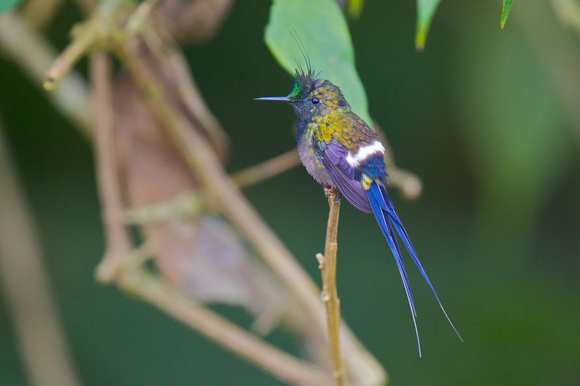 Wire-crested Thorntail 3