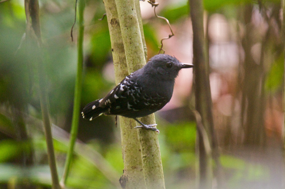 Scaly-backed Antbird