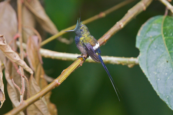 Wire-crested Thorntail 4