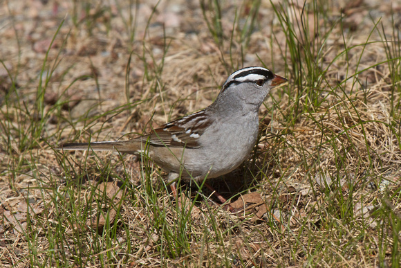 White-crowned Sparrow 3 - Algonquin