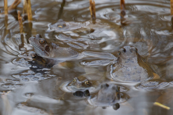 Common Frog 3 - Titchwell