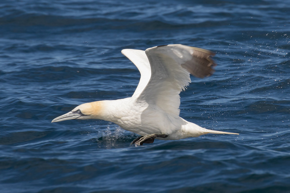 Gannet 16 - Scilly Pelagic Aug 15