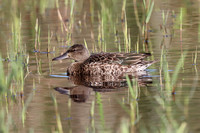 Blue-winged Teal 6 - Porthellick - Oct 19