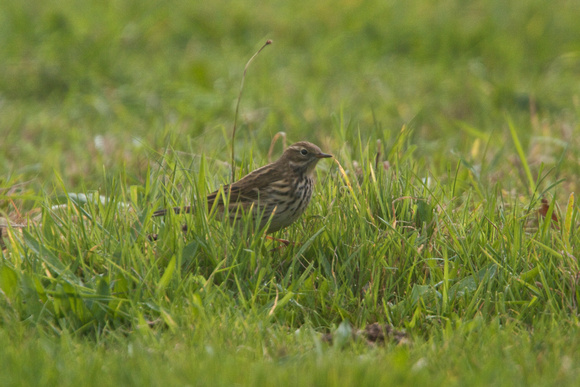 Red-throated Pipit - Longstones