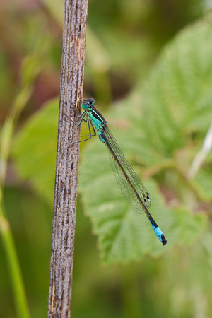 Blue-tailed damselfly 2- Paxton