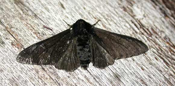 Peppered Moth (carbonaria)- Bison Hill
