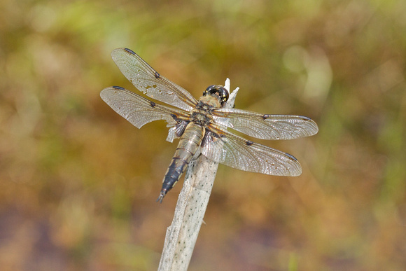 Four-spot Chaser 2 - Anglesey